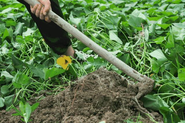 临安天目山小香薯粉糯香甜,天目山小香薯新鲜现挖