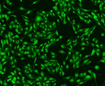 夏日萤火虫的夜晚,夏天萤火虫的夜景