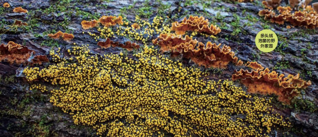 像神奇宝贝的动物视频,神奇宝贝臭泥蛙进化