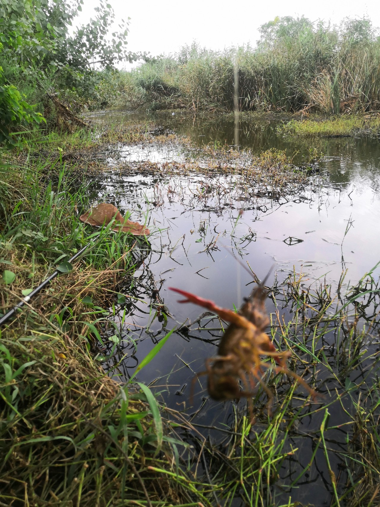 香酥可口的炸酥鱼吃了还想吃,喜欢吃炸带鱼