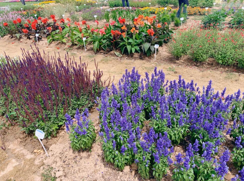 崇明岛比赛直播,上海崇明赛事视频