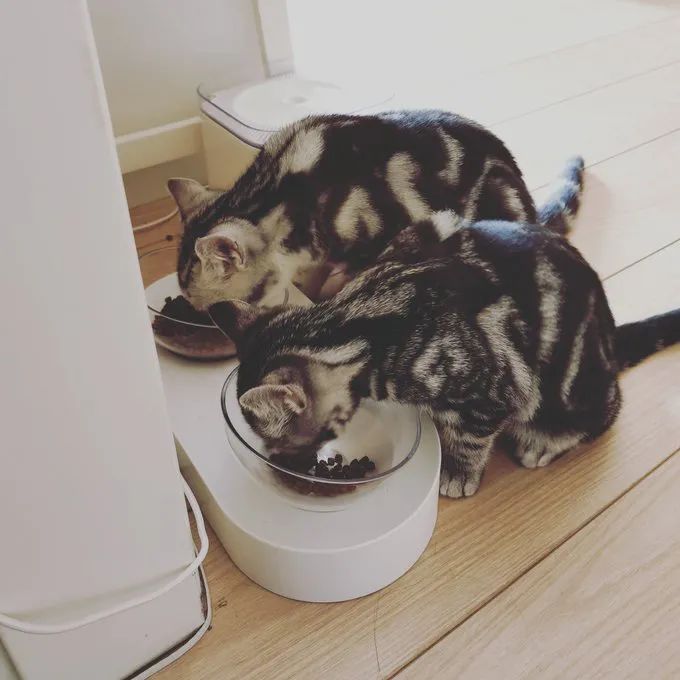 云养猫的品牌有哪些,云养猫设计品牌