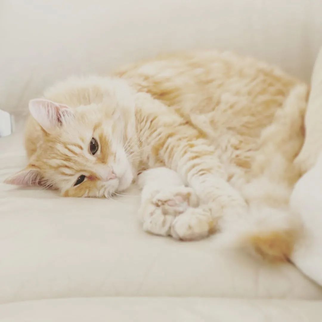 云养猫的品牌有哪些,云养猫设计品牌