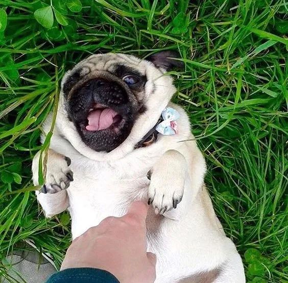 狗狗身上过敏症状,容易被忽视的狗病