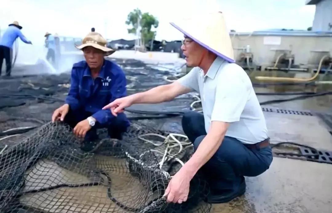 汕尾有金鲳鱼养殖地,湛江市金鲳鱼养殖场
