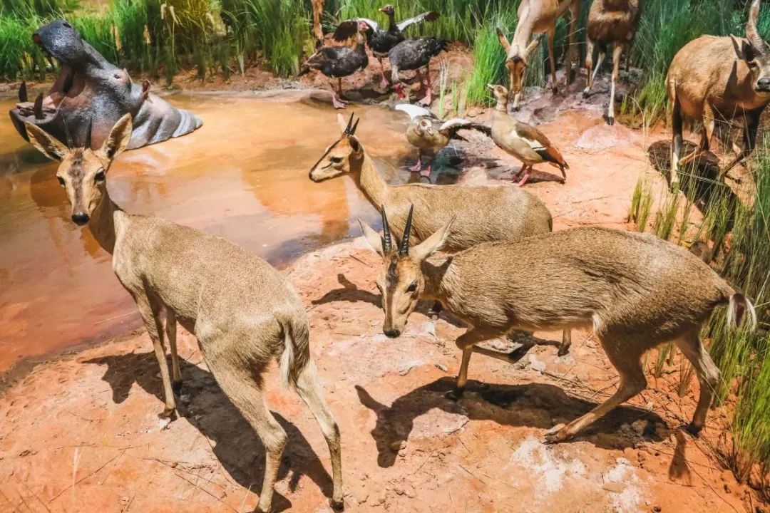 成都景点60岁以上免费门票,成都免费游玩景点推荐