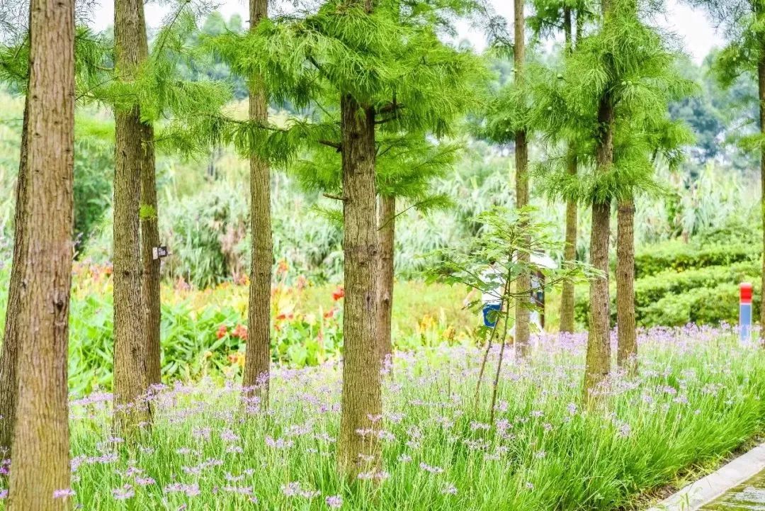 成都免费游玩景点推荐,成都景点免费门票一览表