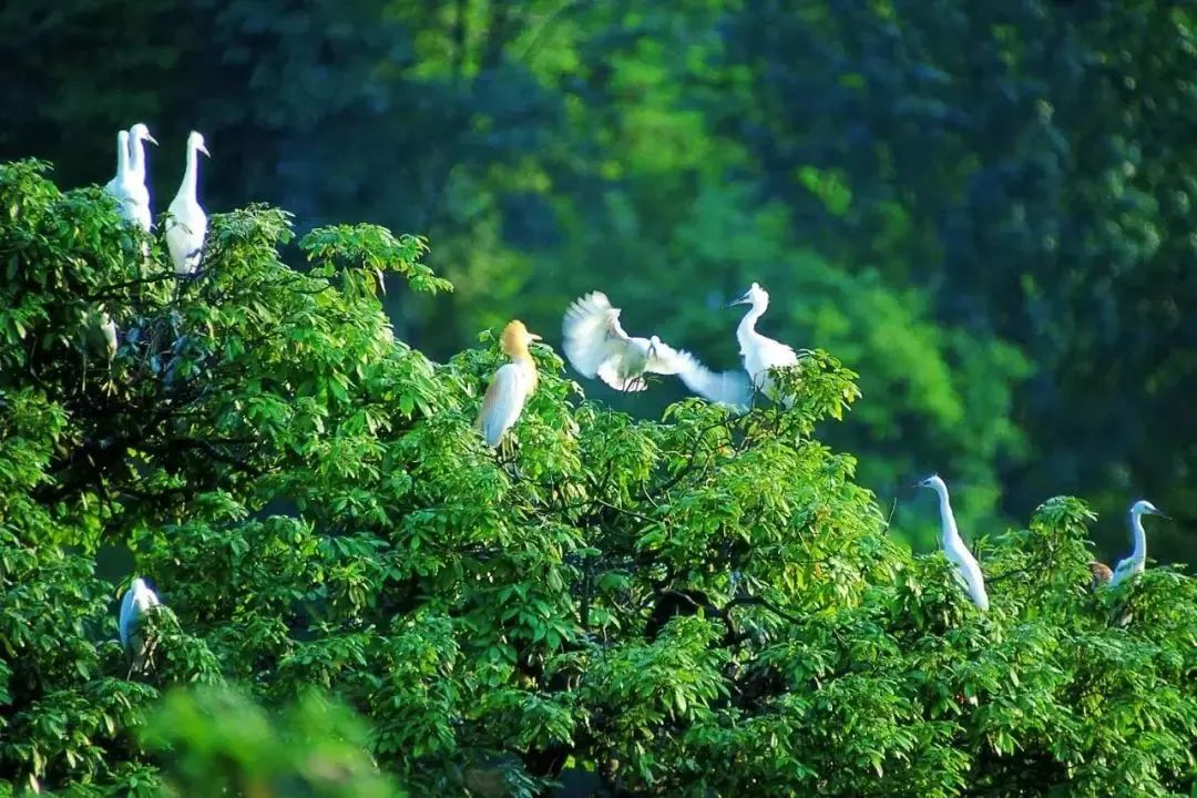 成都免费游玩景点推荐,成都景点免费门票一览表