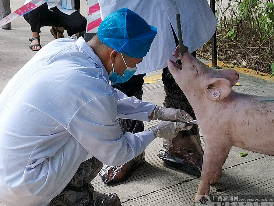 2020年全区动物防疫职业技能竞赛决赛在南宁举办