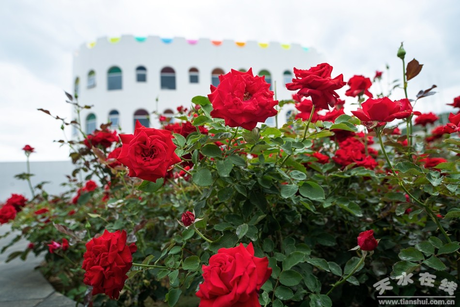 潘石屹养正学堂,潘石屹给甘肃捐过多少学校