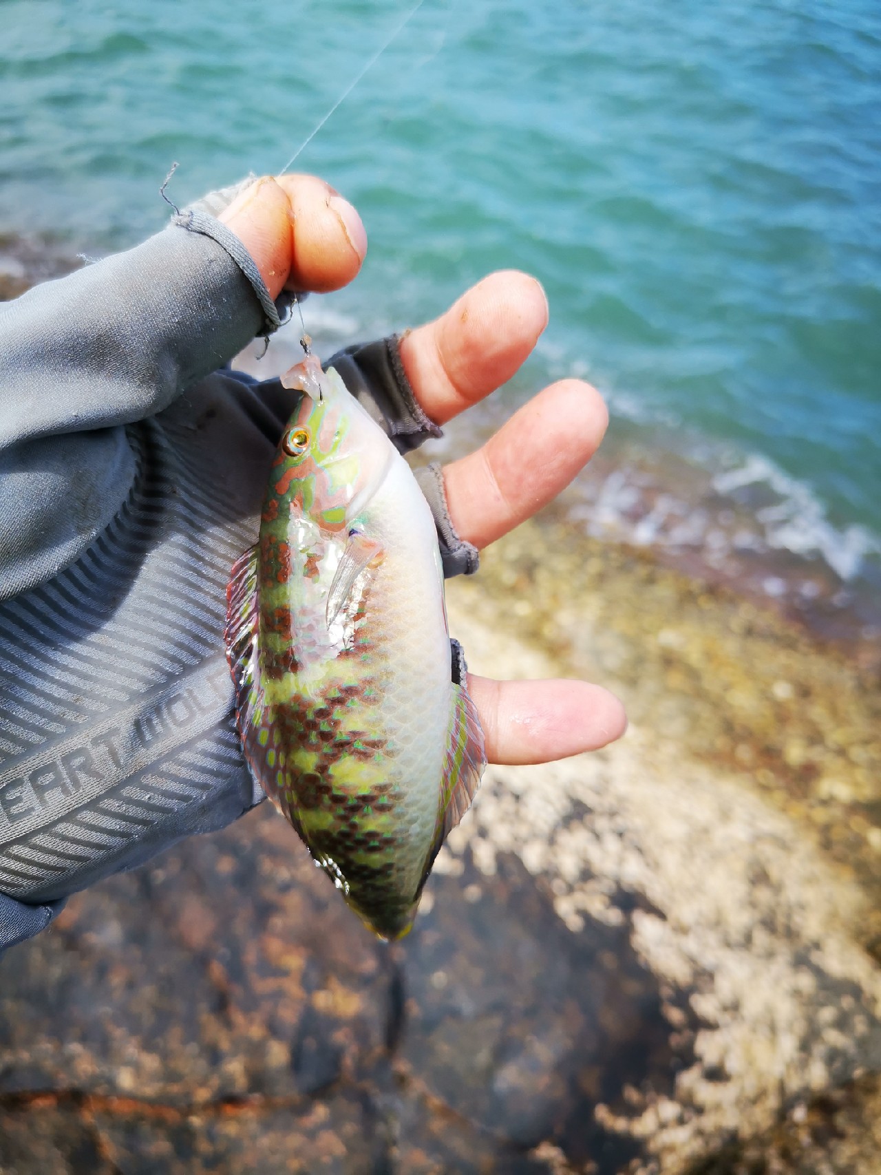 去小河边野采非常好看的观赏鱼,漂亮的观赏鱼美景