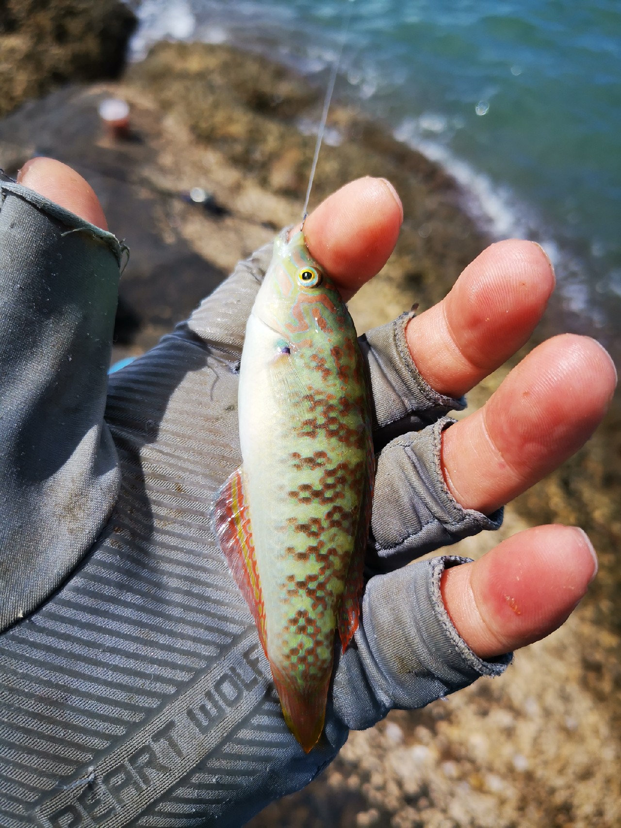 游姿优美的观赏鱼,木兰花乡风景区钓鱼