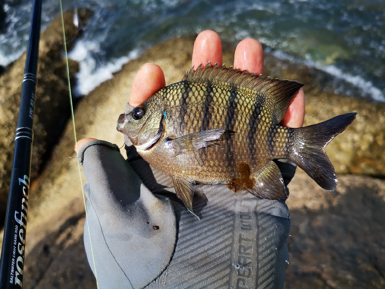 游姿优美的观赏鱼,木兰花乡风景区钓鱼
