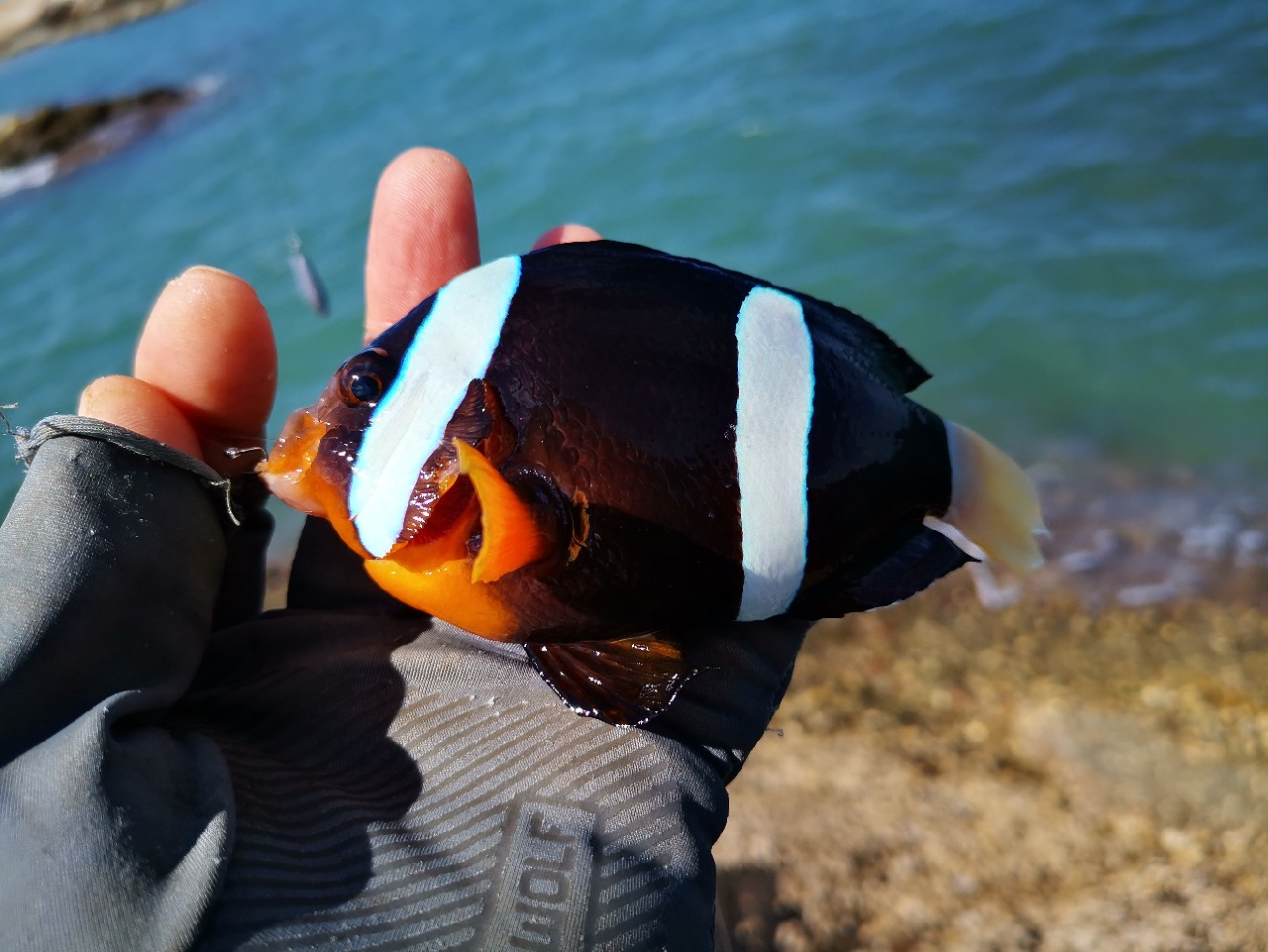 去小河边野采非常好看的观赏鱼,漂亮的观赏鱼美景