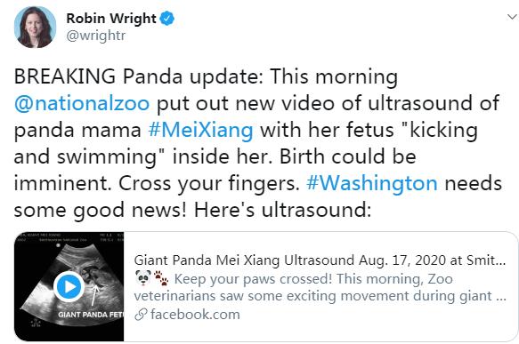 旅美雌性大熊猫宝宝近况,22岁高龄旅美大熊猫顺利产仔