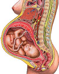 胎儿在子宫里是粘在子宫吗,宝宝在肚子里会无聊不