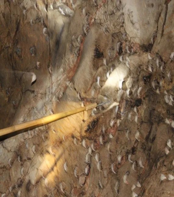 印尼进口燕窝,进口燕窝原料需缴什么税