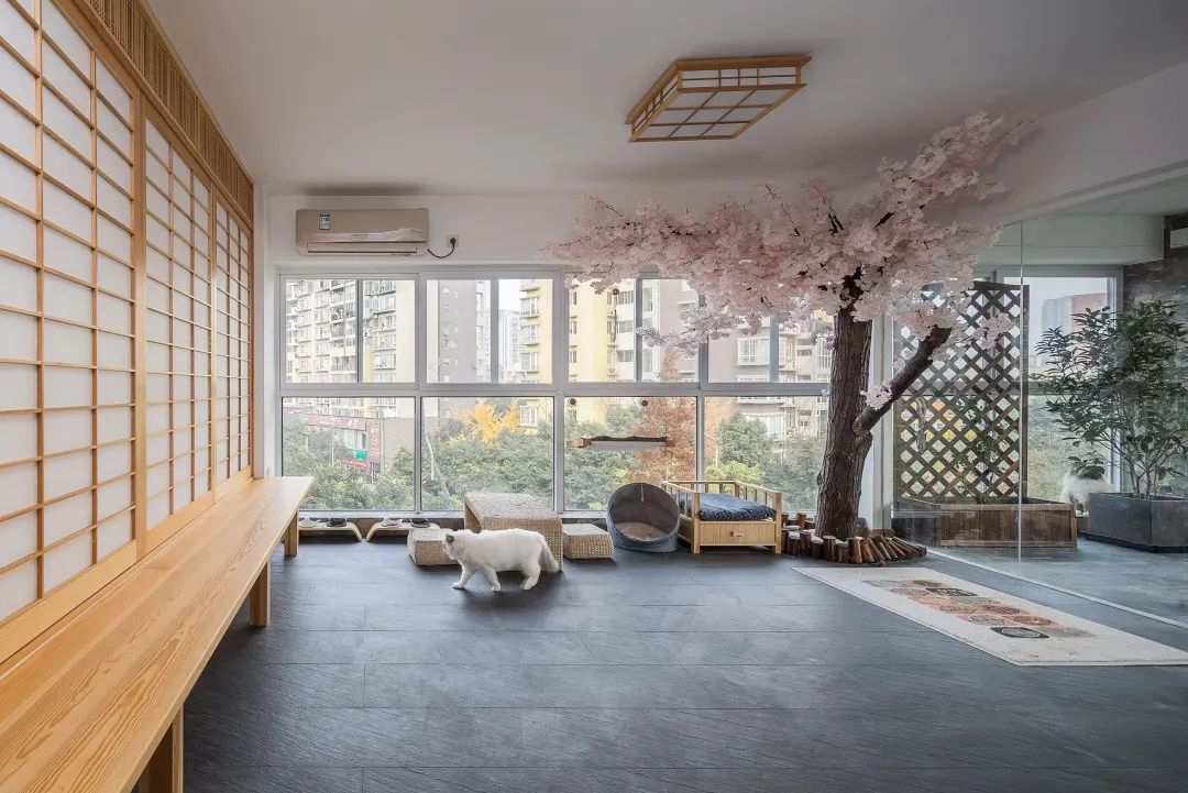 猫咪与铲屎官的美好生活,猫咪和铲屎官快乐生活