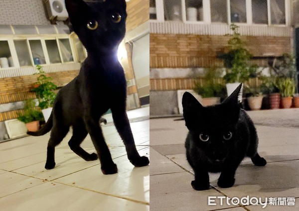 极品萌猫家门前流浪！　网见超纯毛色全*动暴**：主人是小魔女琪琪