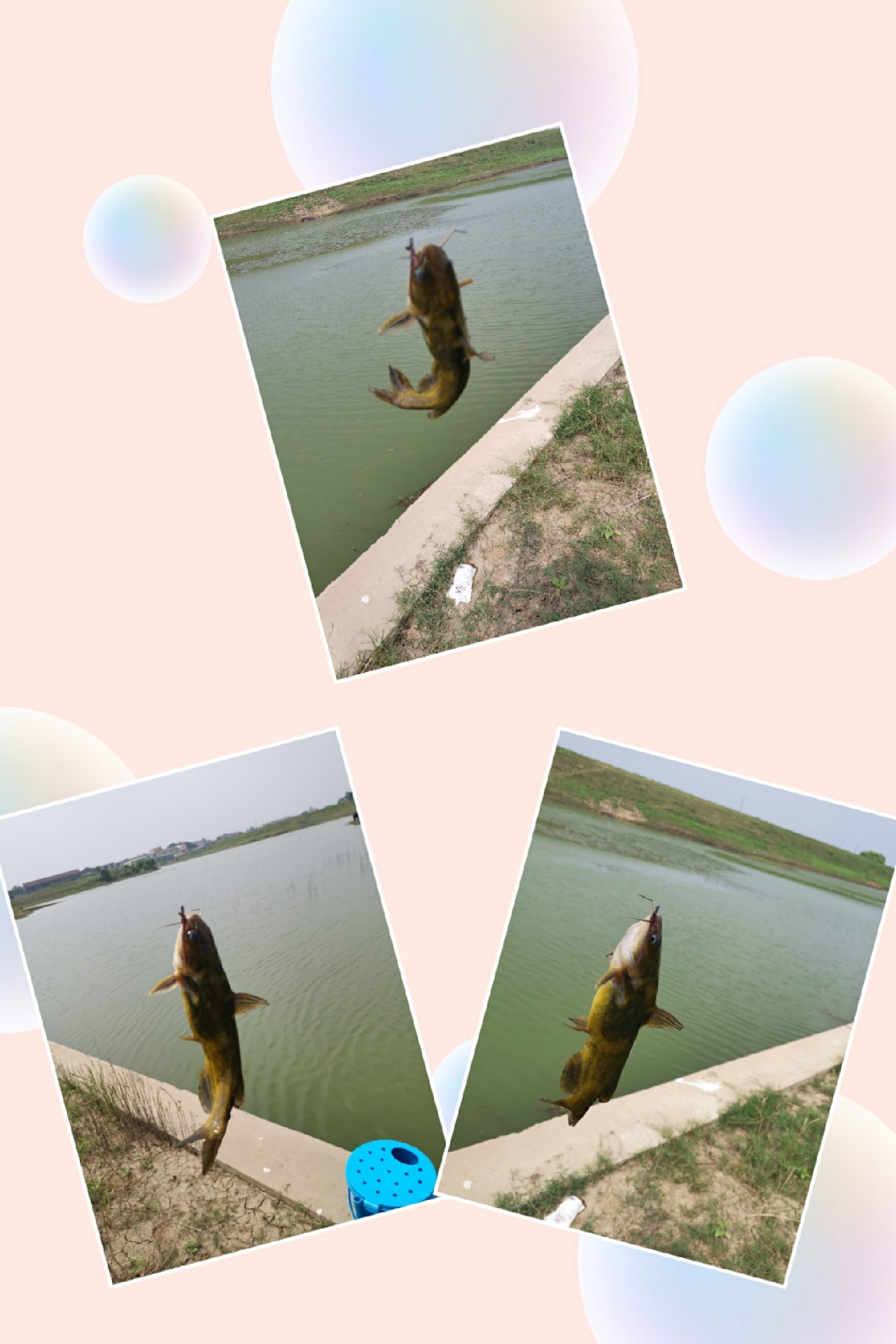 顶着30度的高温,顶着40度的高温钓鲢鳙