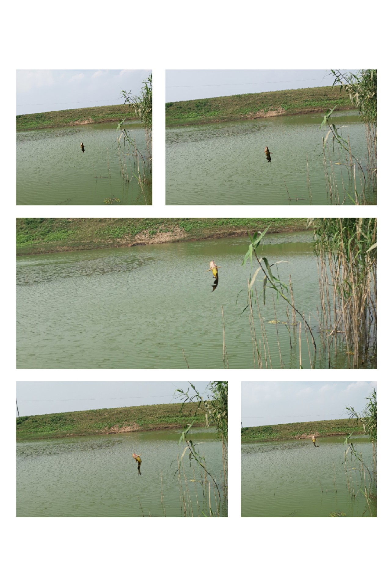 顶着30度的高温,顶着40度的高温钓鲢鳙