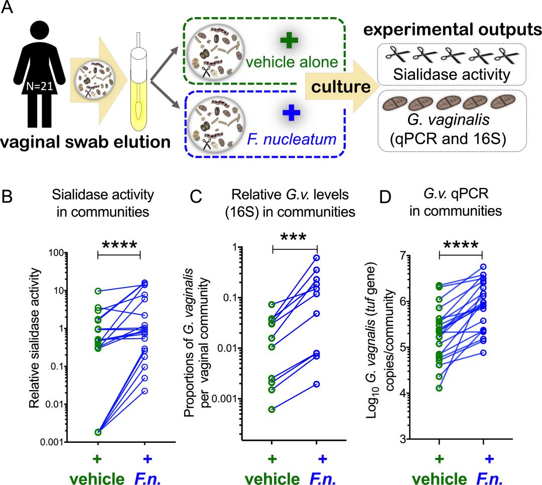 好像增加了奇怪的知识……研究表明，口腔细菌会增加阴道微生物的生态失衡