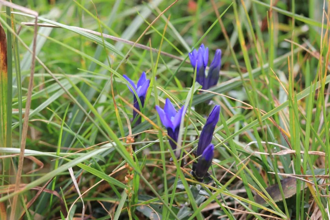 去长白山哪家酒店度假最好,长白山最佳观景酒店