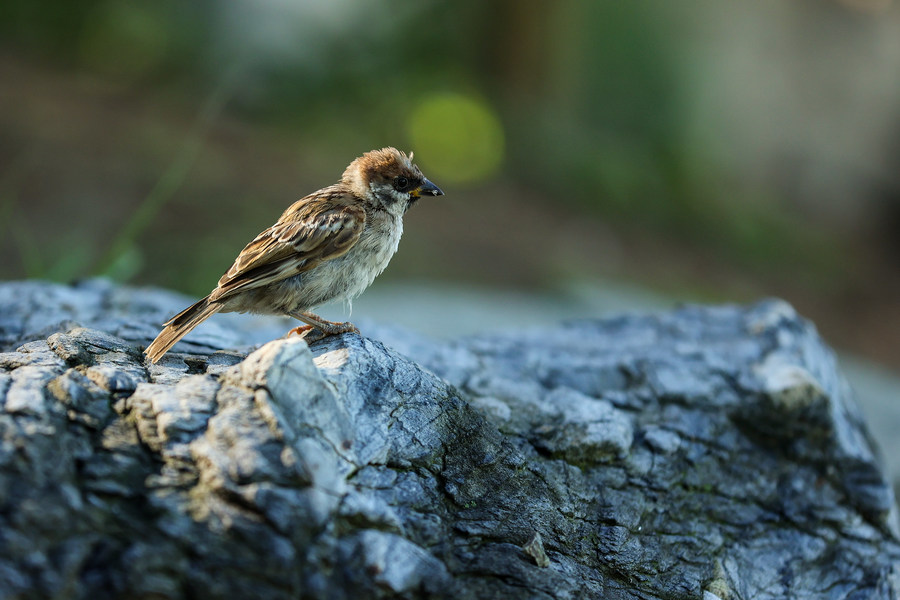 比肩eosr的相机,比佳能r6好的相机推荐