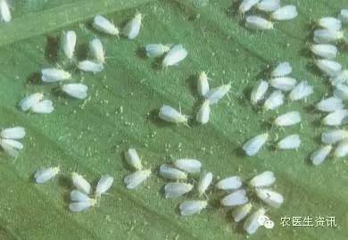 蔬菜害虫图谱,蔬菜害虫100种图谱