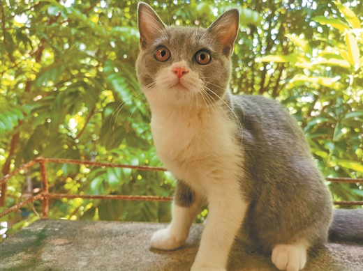 猫癣会传染人吗如果传染怎么处理,猫癣如何预防传染给人