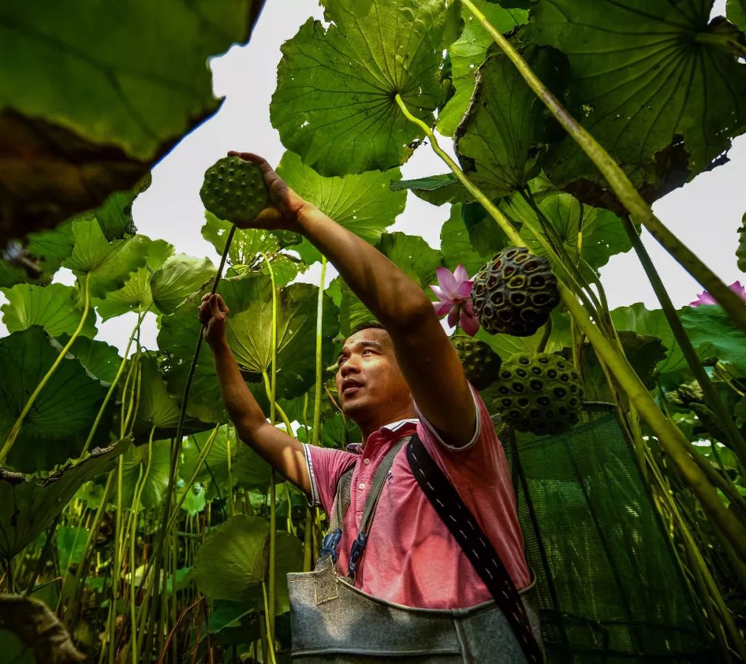 【大美荆州】洪湖，不仅有浪打浪，还有湿地风光和湖鲜全宴！