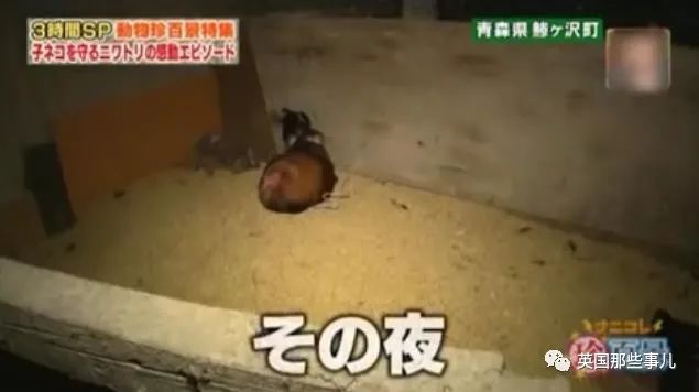 大爷养鸡为吃肉，但却不忍杀鸡。这背后秘密，莫名奇妙可爱