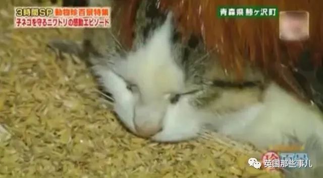 大爷养鸡为吃肉，但却不忍杀鸡。这背后秘密，莫名奇妙可爱