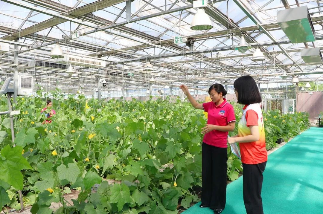 东青帮直播在线观看,东青帮直播在线