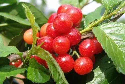 收藏！四川十二月月月hei惊艳