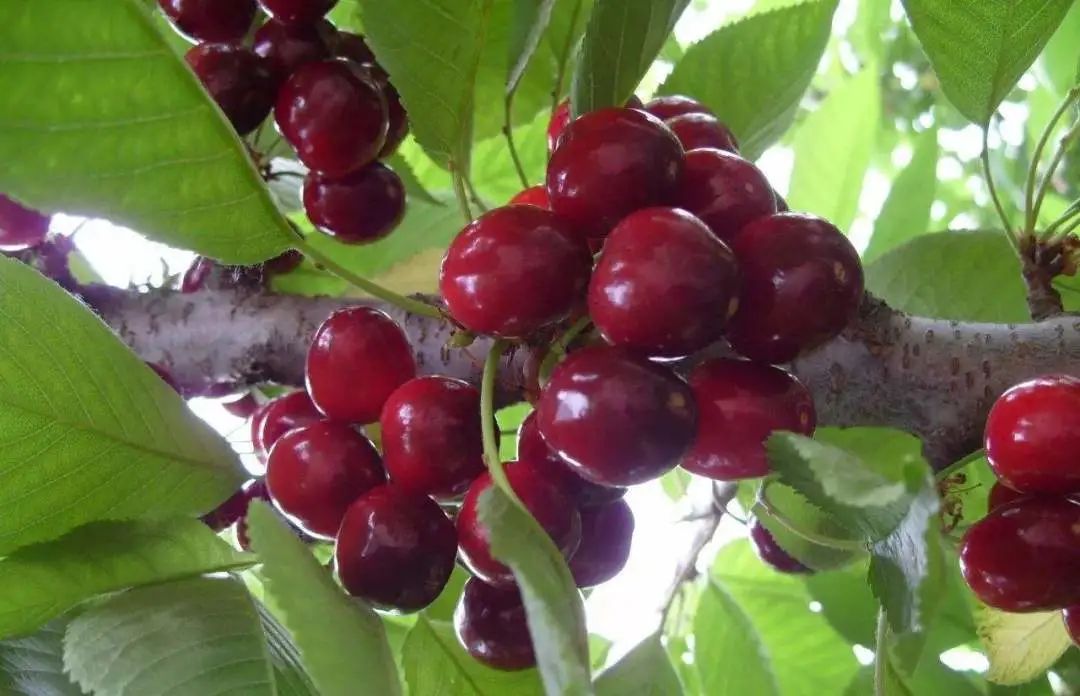 收藏！四川十二月月月hei惊艳