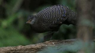 别去挤景点了！生态旅游了解一下