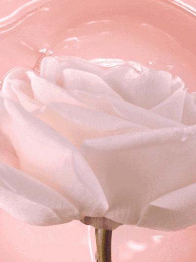 会走秀的程序员VS卖美妆的老友记，你更pick谁？