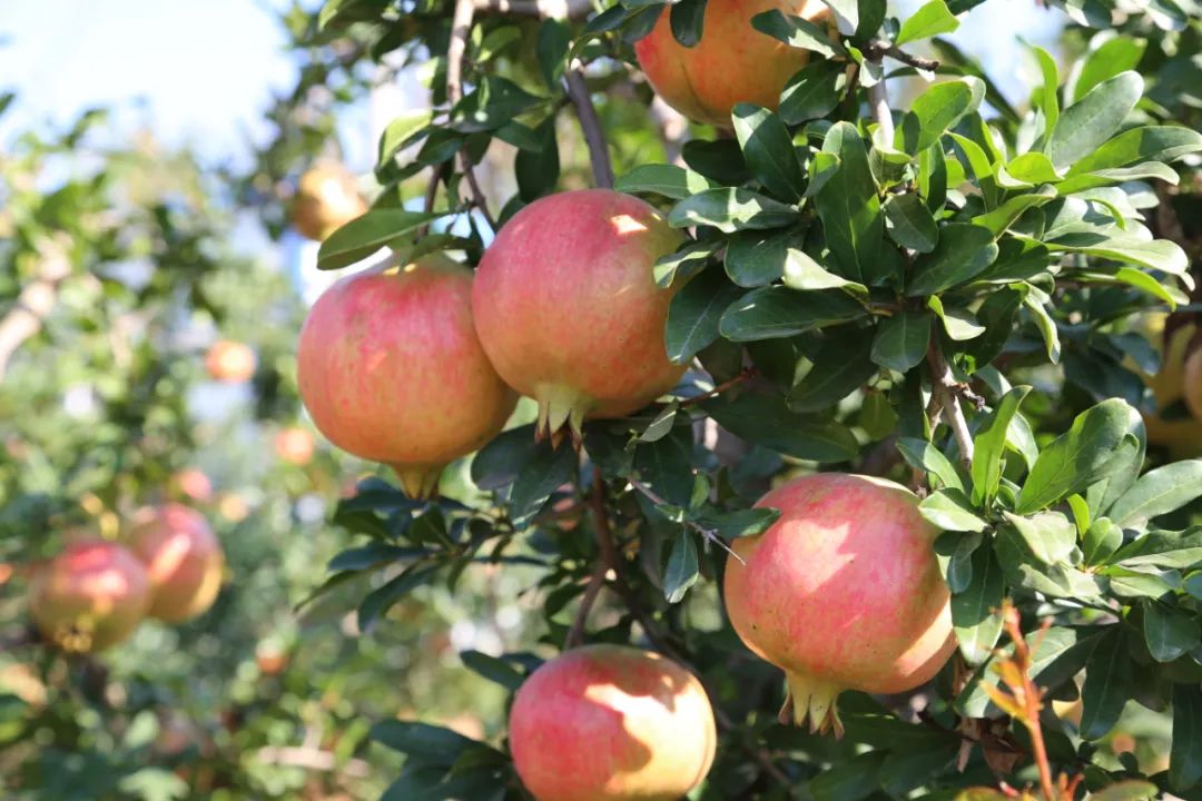 洛阳2020免费采摘春华秋实石榴,临潼石榴采摘攻略