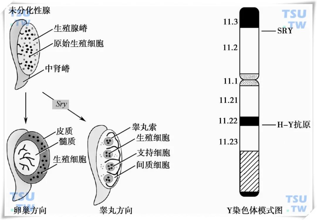性别从来不是界限,性别从来不是分界线