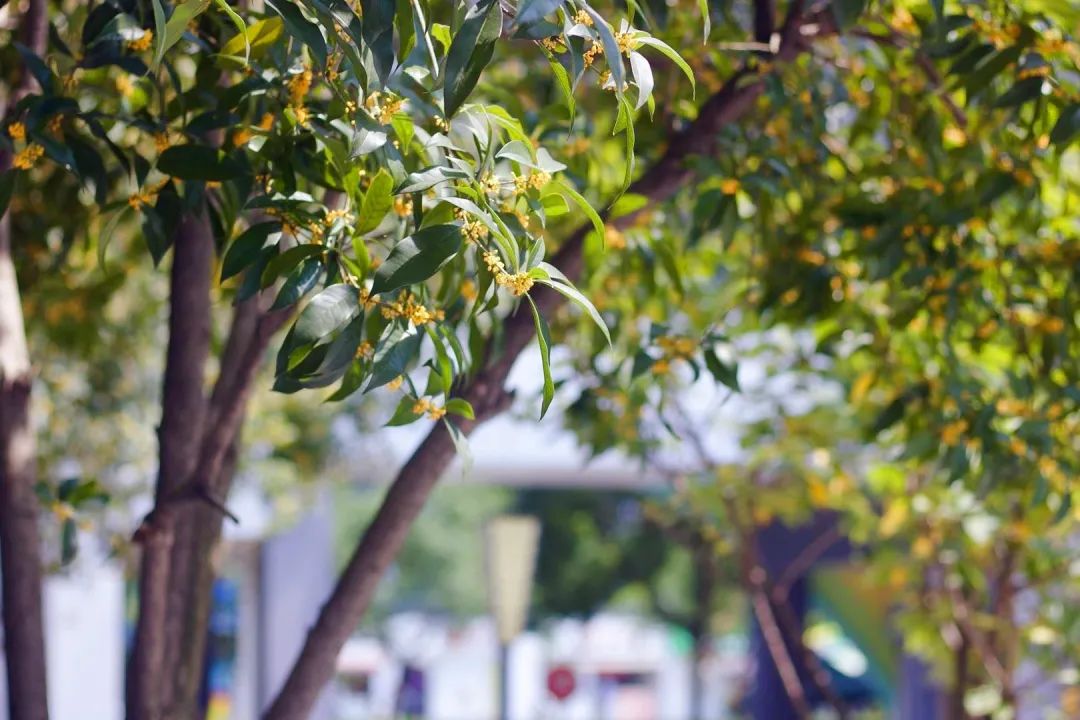 滨江多思创新学校,滨江学校全部排名