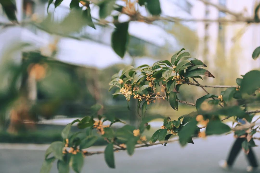 滨江多思创新学校,滨江学校全部排名