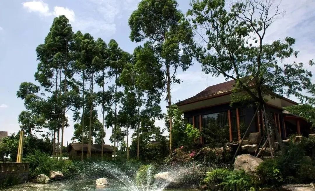 青白江足球场推荐,青白江特色风景