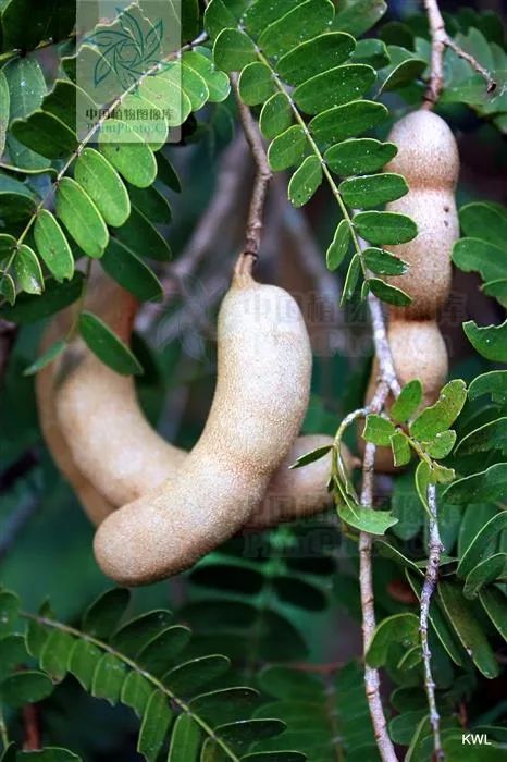 柠檬不一定是酸的,柠檬不只是酸