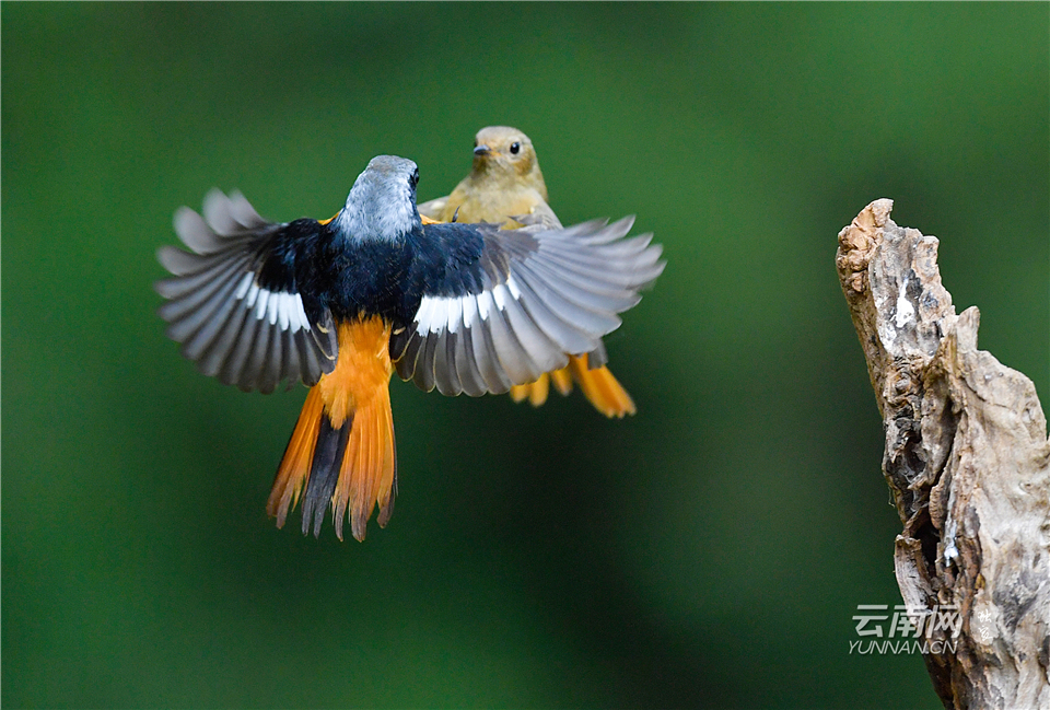 昆明金殿景色,云南昆明金殿公园绝美照片
