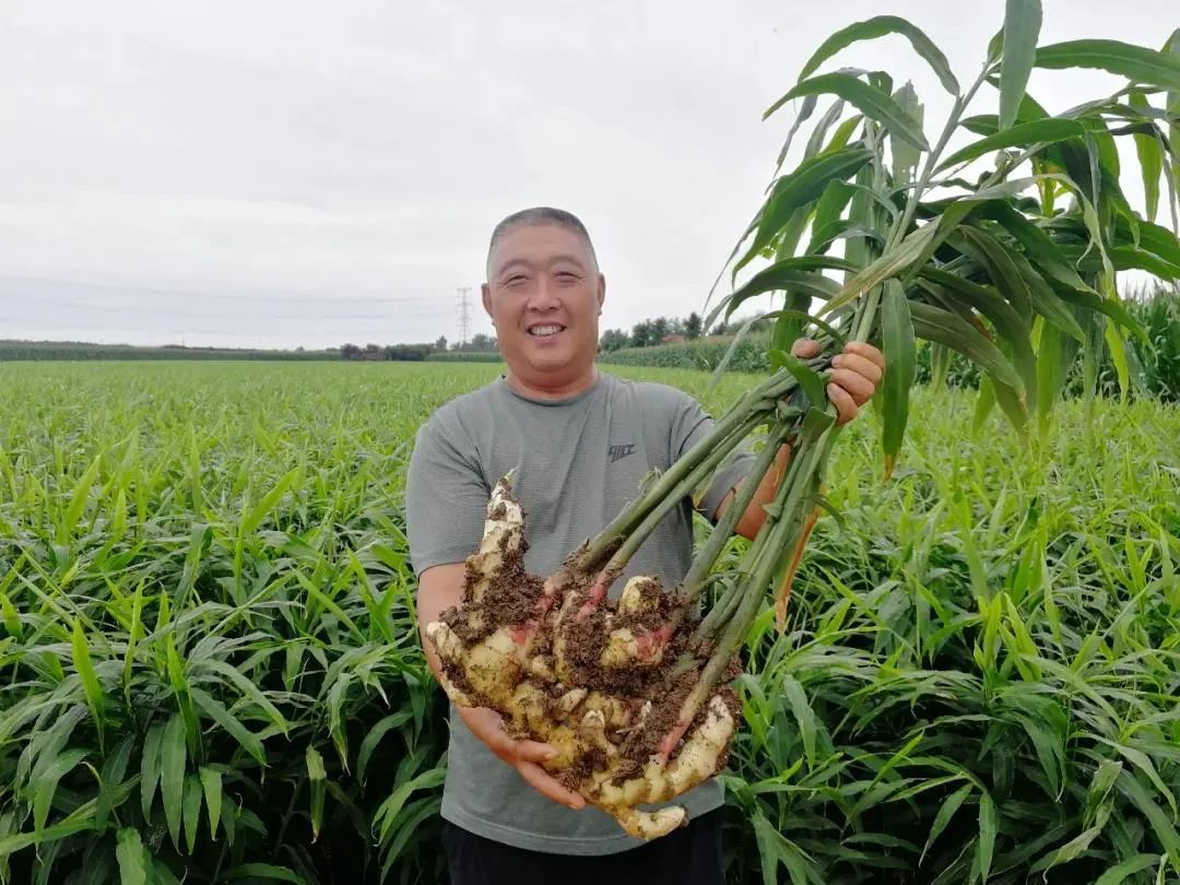 2021年要种好姜？邀请你花1天时间，给自己一个确切的答案