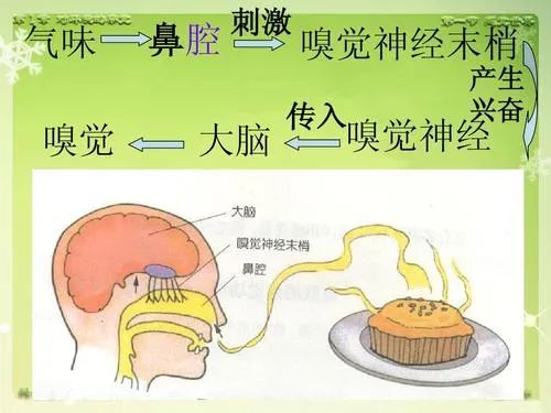 嗅觉失灵是老年痴呆的前兆吗,老年人嗅觉出现问题有啥办法