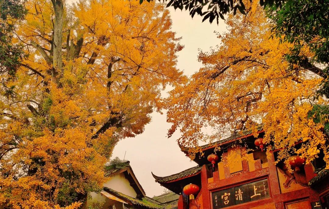 跟着攻略玩昆明,成都青城山都江堰一日游最佳攻略