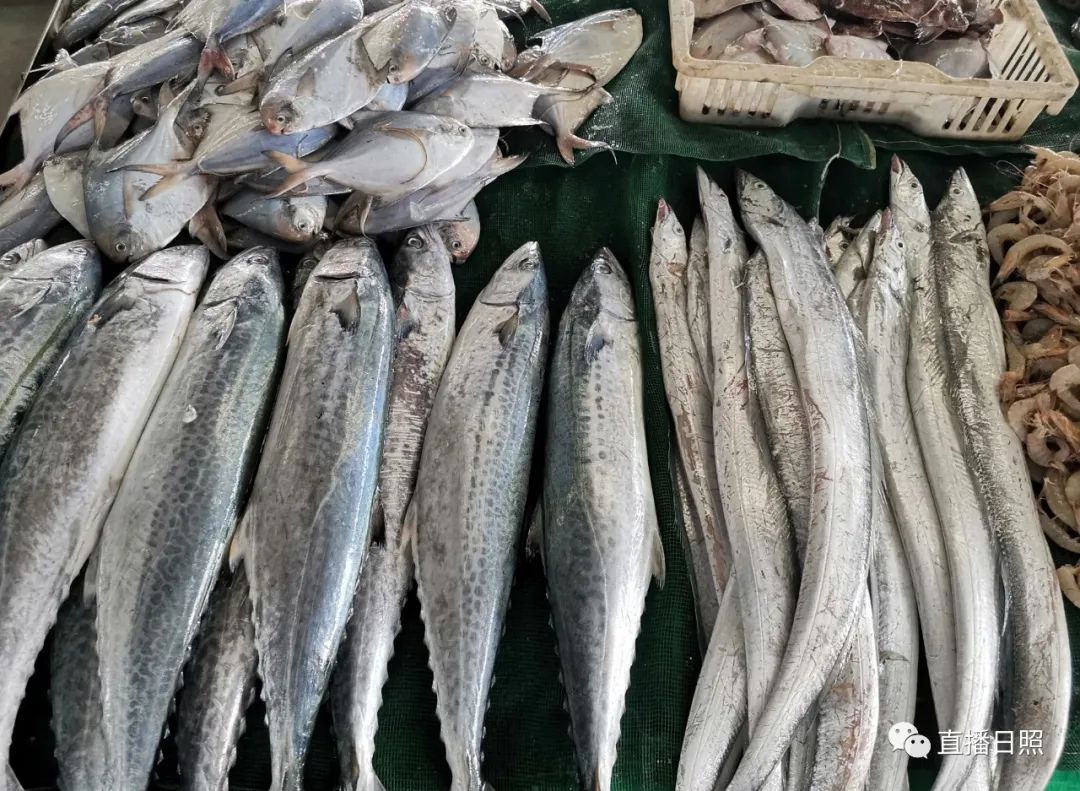 螃蟹5元一斤,日照海鲜螃蟹多少钱