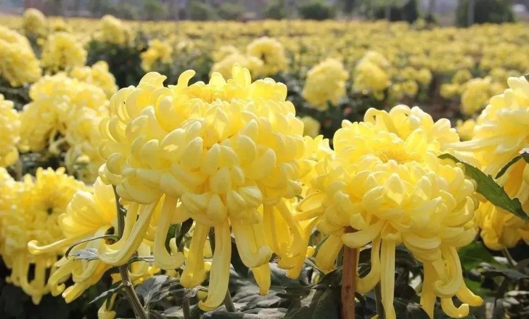 网络中国节|重阳节习俗知多少？